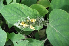 Gomphostemma heyneanum